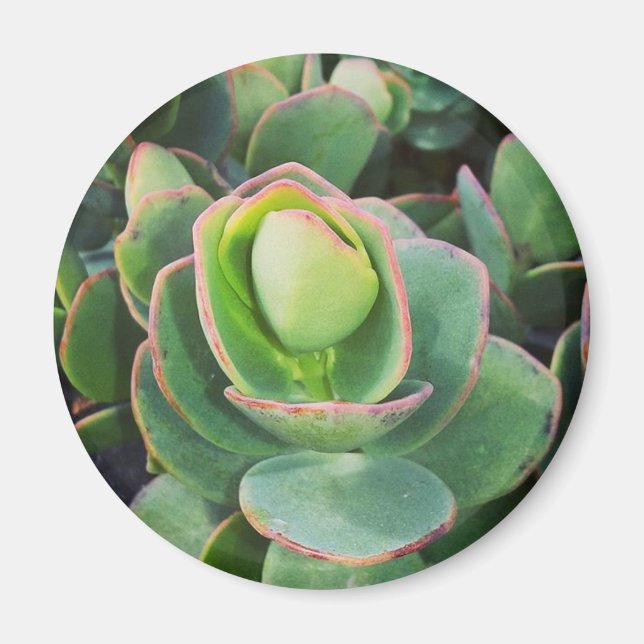 #succulents at the greenhouse. magnet (Front)