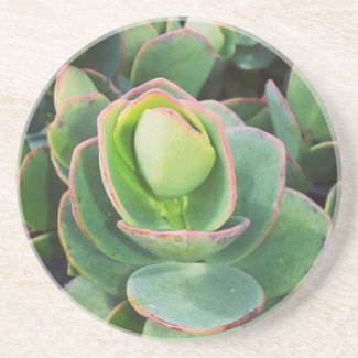 #succulents at the greenhouse. sandstone coaster