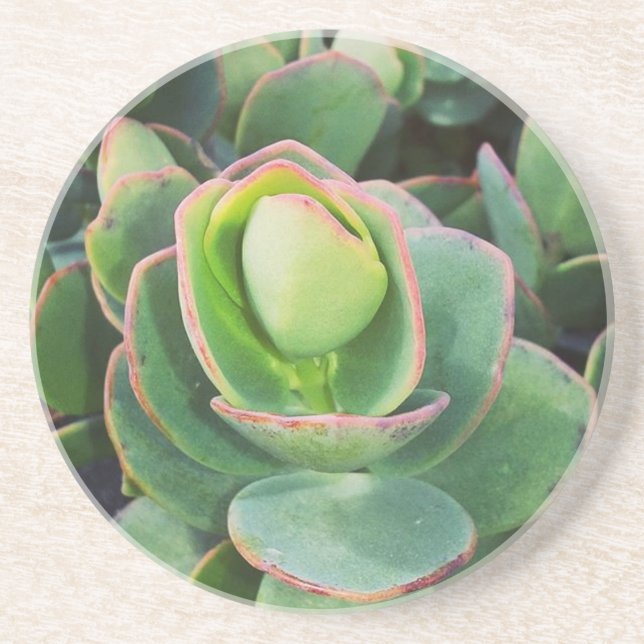 #succulents at the greenhouse. sandstone coaster (Front)