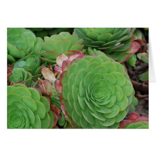 Succulents (Blank) Cards (Front Horizontal)