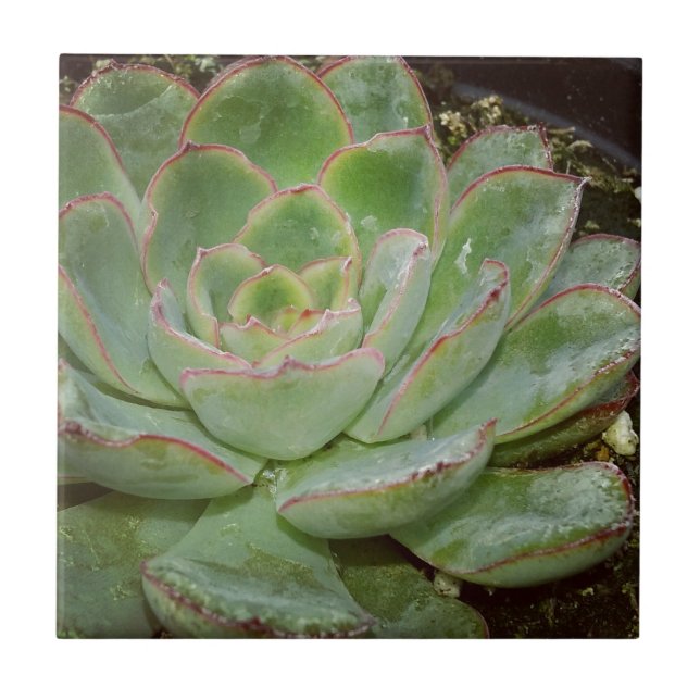Succulents Ceramic Tile (Front)