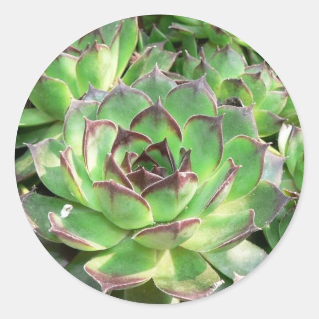 Succulents Classic Round Sticker (Front)