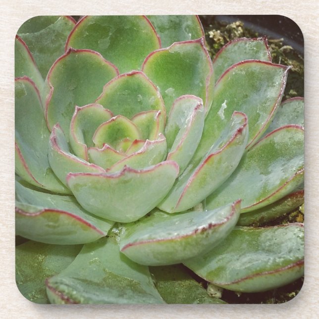 Succulents Coaster (Front)