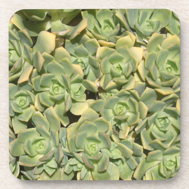 Succulents Drink Coaster (Front)