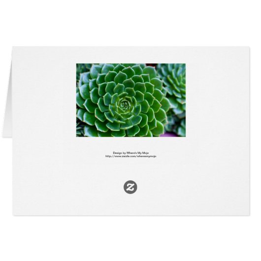 Succulents - Echeveria plant (Back Horizontal)