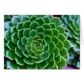 Succulents - Echeveria plant (Front Horizontal)