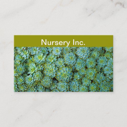 Succulents _ Echeveria plant Business Card