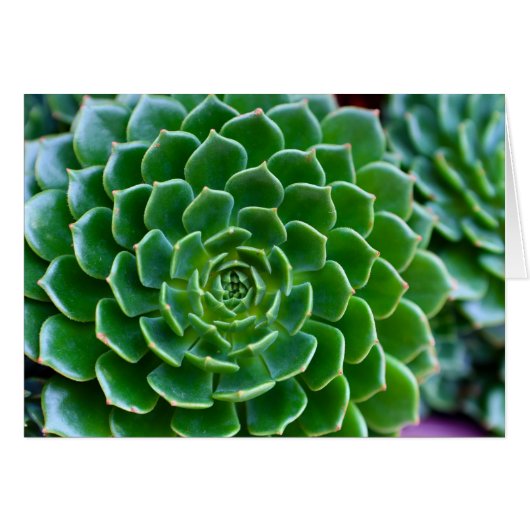 Succulents - Echeveria plant Cards (Front Horizontal)