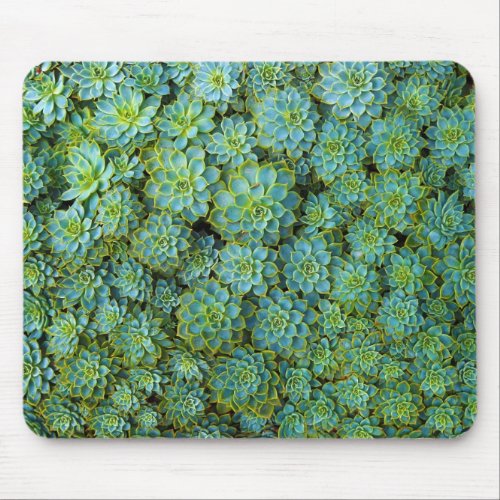 Succulents _ Echeveria plant Mouse Pad