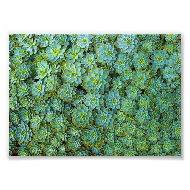 Succulents - Echeveria plant Photo Print (Front)