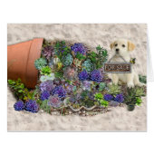 Succulents for sale (Front Horizontal)