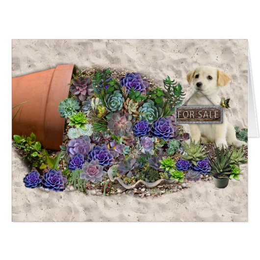 Succulents for sale (Front Horizontal)