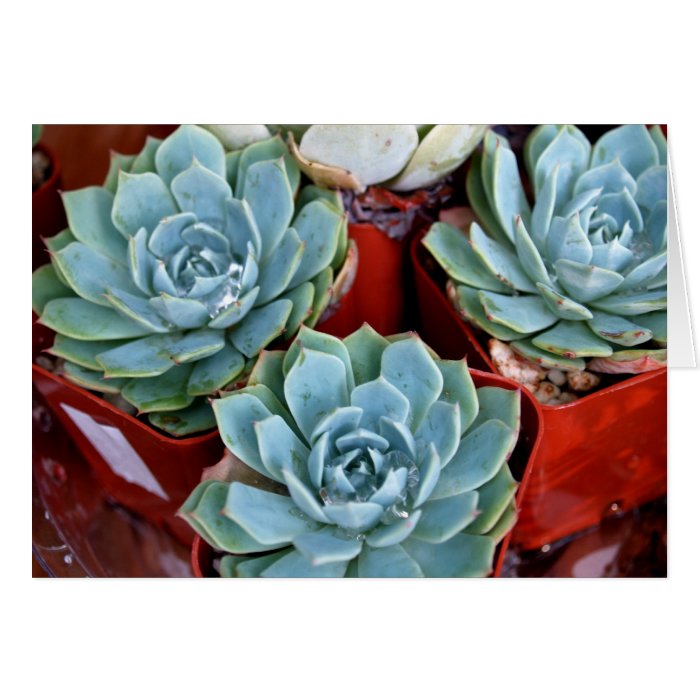 Succulents For sale Cards