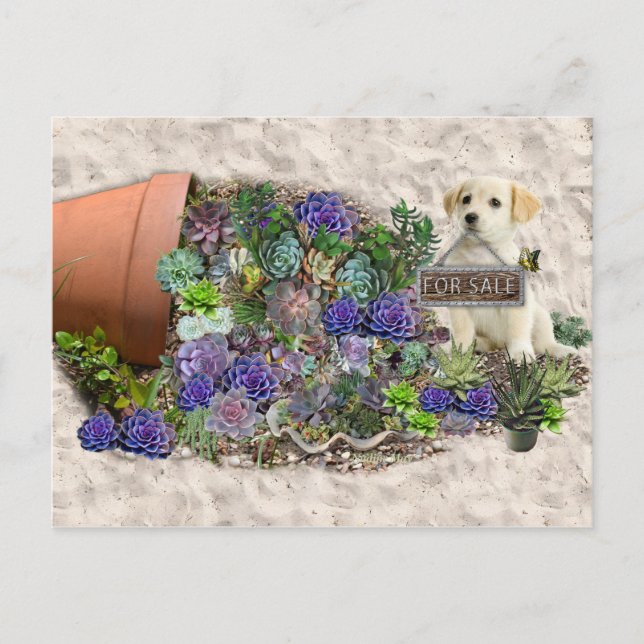 Succulents for sale postcard (Front)