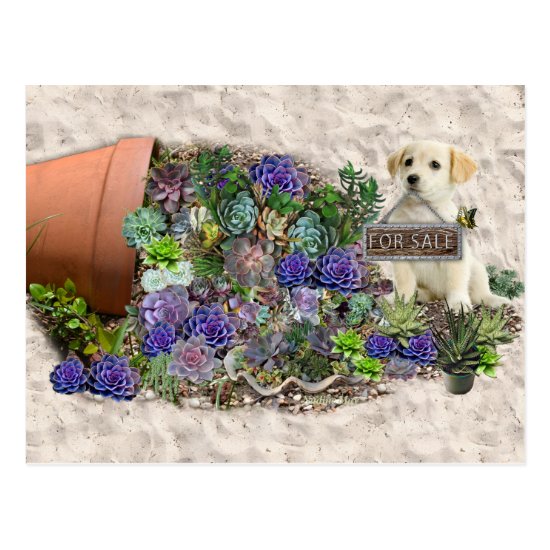 Succulents for sale postcard