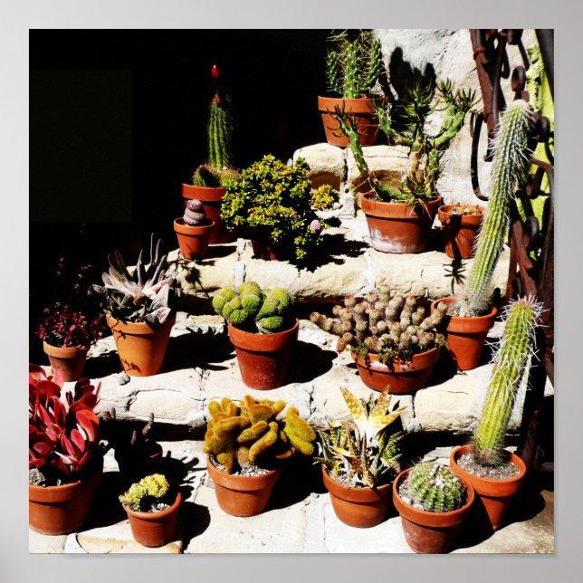 Succulents in Terracotta Pots in Afternoon Sun Poster (Front)