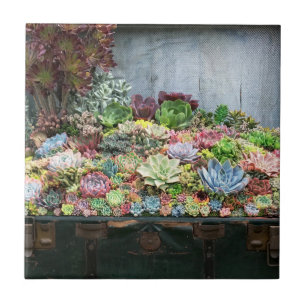 Succulents in Treasure Chest Ceramic Tile