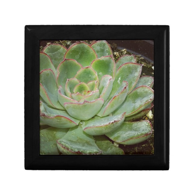 Succulents Keepsake Box (Front)