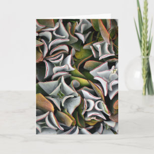 Succulents Nature Photography Blank Card