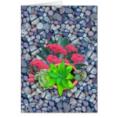 succulents on a riverbed (Front)