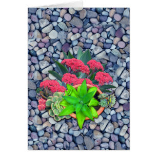 succulents on a riverbed cards