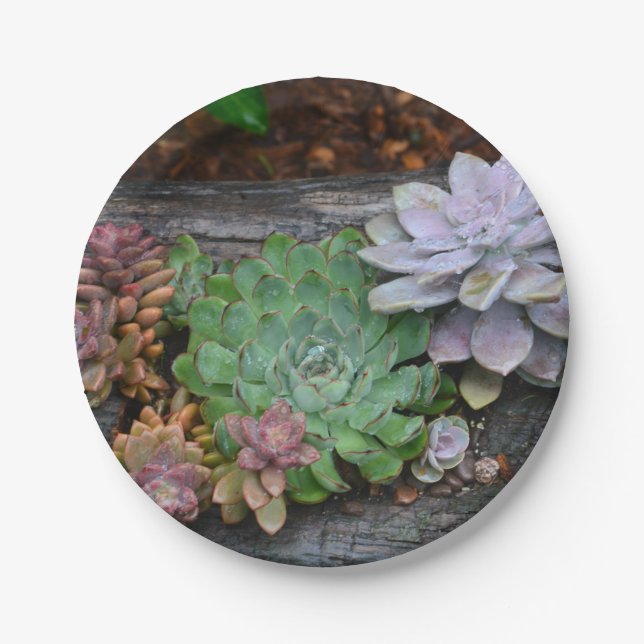 Succulents On Driftwood Paper Plate (Front)