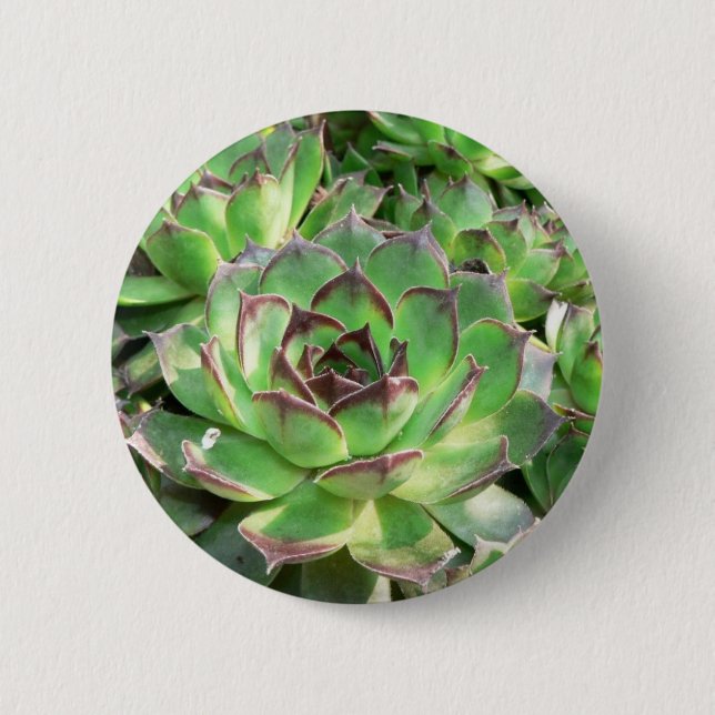 Succulents Pinback Button (Front)