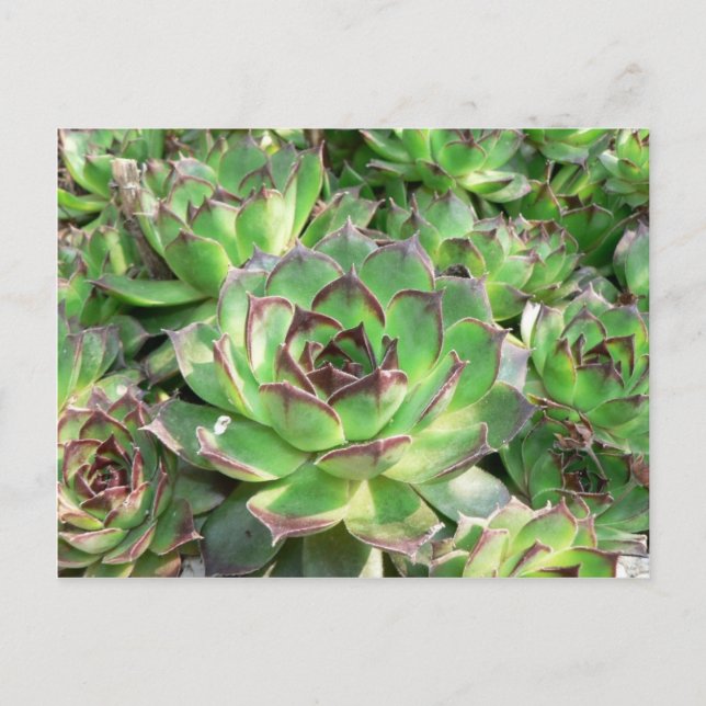 Succulents Postcard (Front)