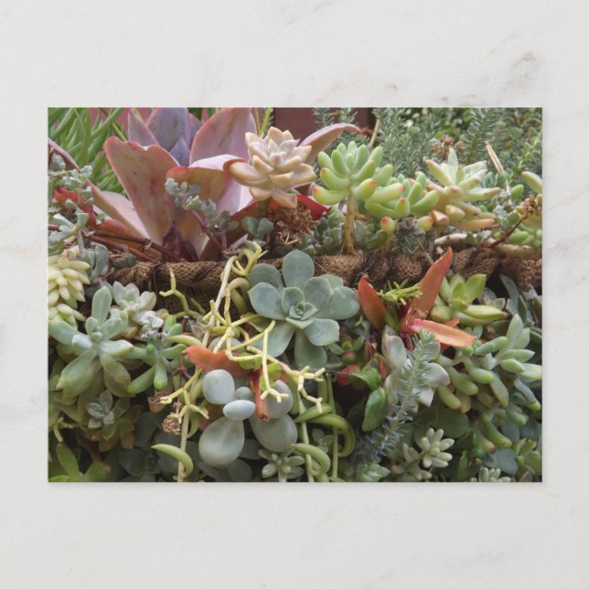 Succulents Postcard (Front)