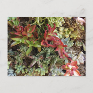 Succulents Postcard