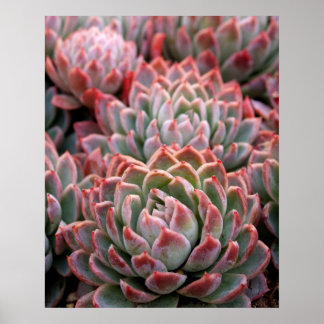 Succulents Poster
