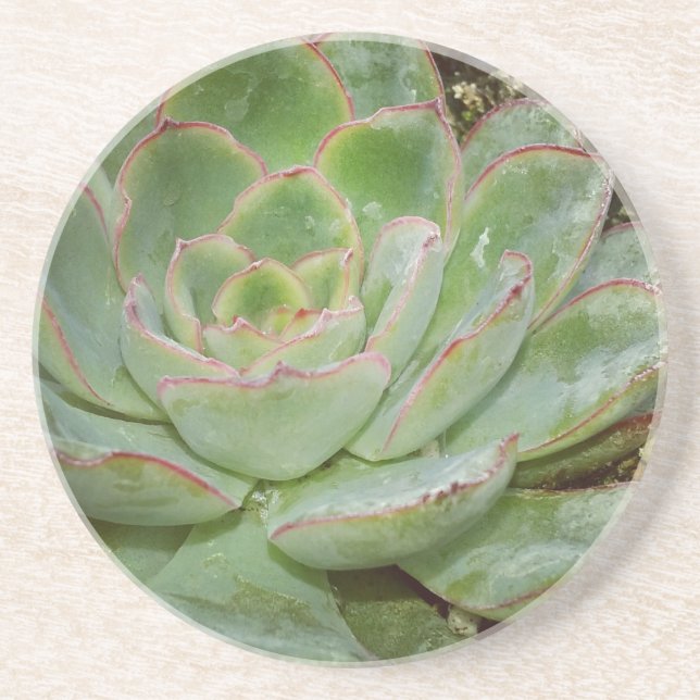 Succulents Sandstone Coaster (Front)