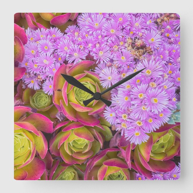 Succulents Square Wall Clock (Front)