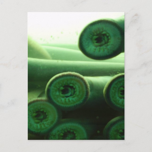 Suckers Postcard (Front)