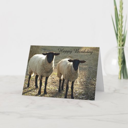 Suffolk Sheep Happy Birthday From Us to Ewe Card