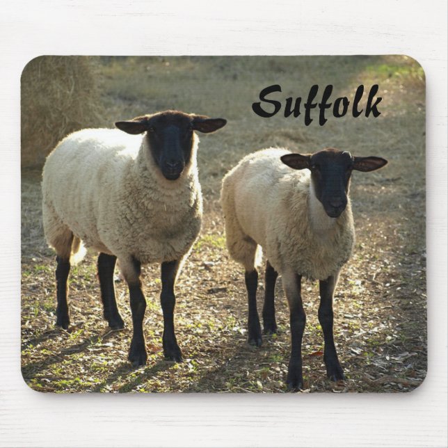Suffolk Sheep Late Day Sunshine Barnyard Pasture Mouse Pad (Front)
