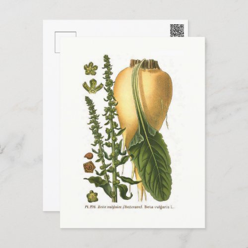 Sugar Beet Vintage Botanical Illustration  Postcard