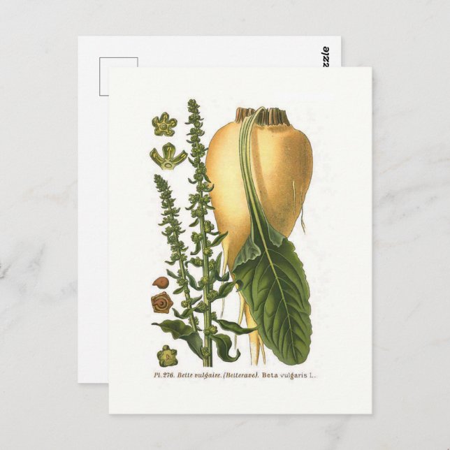 Sugar Beet Vintage Botanical Illustration  Postcard (Front/Back)