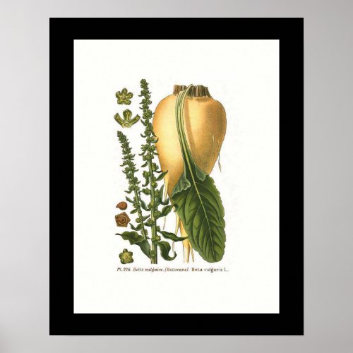 Sugar Beet Vintage Botanical Illustration  Poster