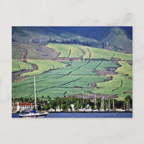 Sugar Cane Fields _ Lahaina Maui Postcard