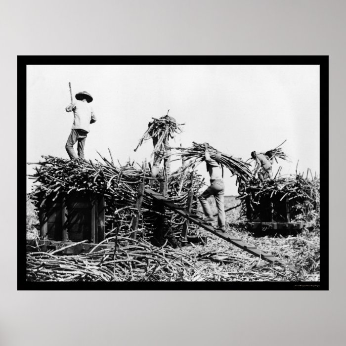 Sugar Cane Harvest in Hawaii 1917 Posters