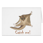 sugar glider (Front Horizontal)