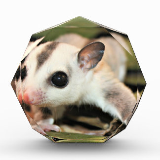 Sugar Glider Award
