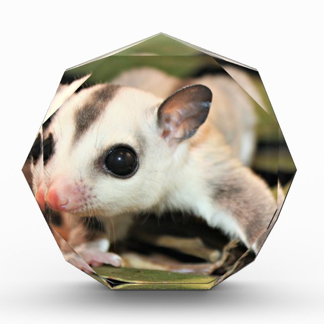 Sugar Glider Award (Front)