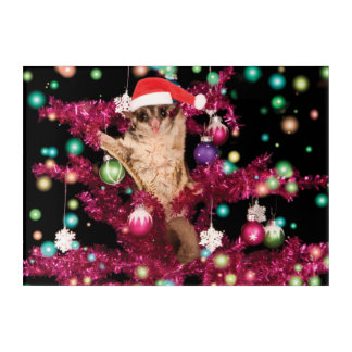 Sugar Glider Christmas Acrylic Print
