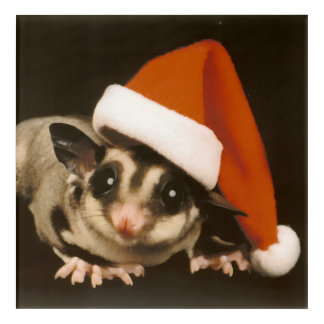 Sugar Glider Christmas Acrylic Print
