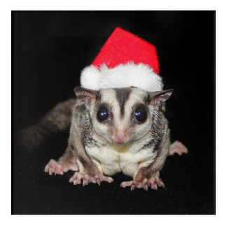 Sugar Glider Christmas Acrylic Print