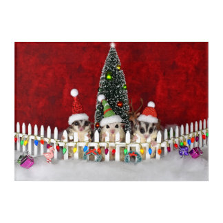 Sugar Glider Christmas Acrylic Print