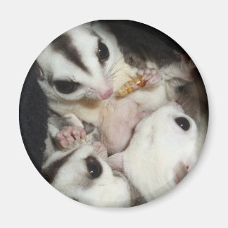 sugar glider family with joey magnet