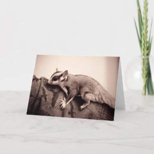Sugar Glider greeting card